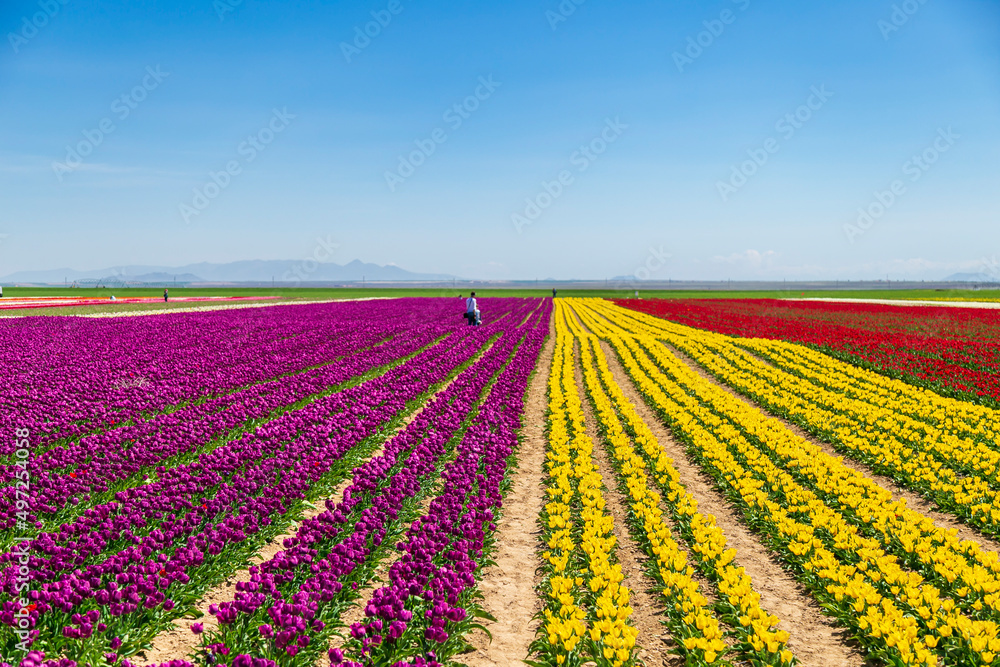 dogs and people  having fun in A magical landscape with blue sky over tulip field. colorful tulips and flowers 