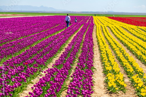 dogs and people having fun in A magical landscape with blue sky over tulip field. colorful tulips and flowers 