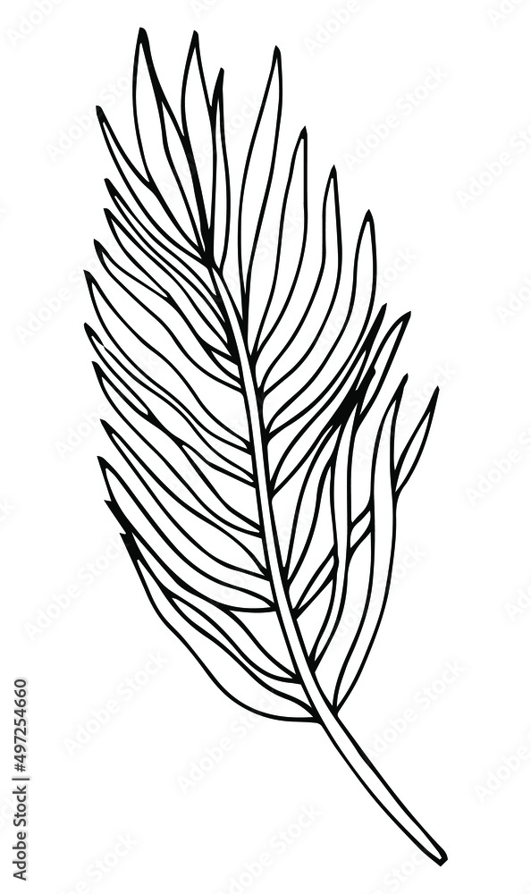 Tropical palm leave in sketch style, isolated vector illustration. Leave of palm tree in linear doodle style. Botanical minimalist print of exotic leave, sketch design.