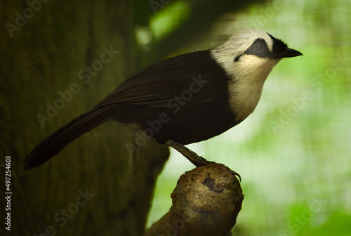 The Sumatran laughingthrush, Garrulax bicolor, also known as the black and white laughingthrush, is a member of the family Leiothrichidae. It is endemic to highland forest on the Indonesian island 