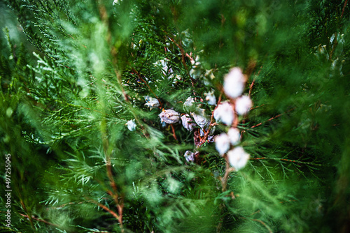 Selective focus shot of the thuja orientalist tree branches with pines on it