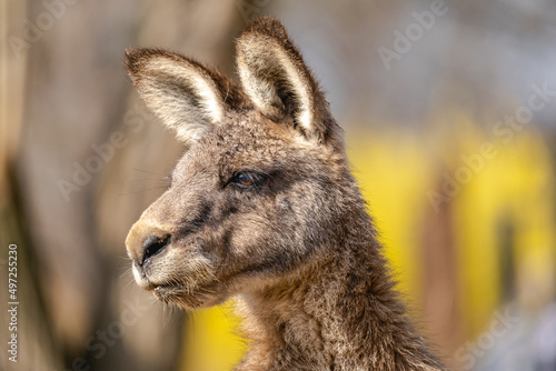 Eastern grey kangaroo photo