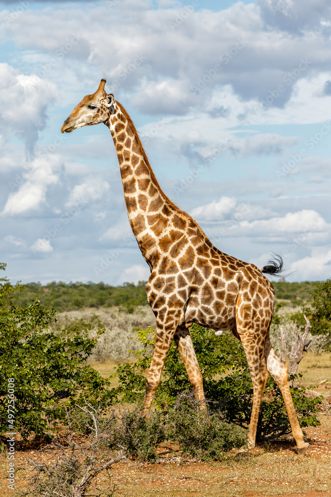 Fototapeta premium Giraffe walking around for food in Mashatu Game Reserve in the Tuli Block in Botswana