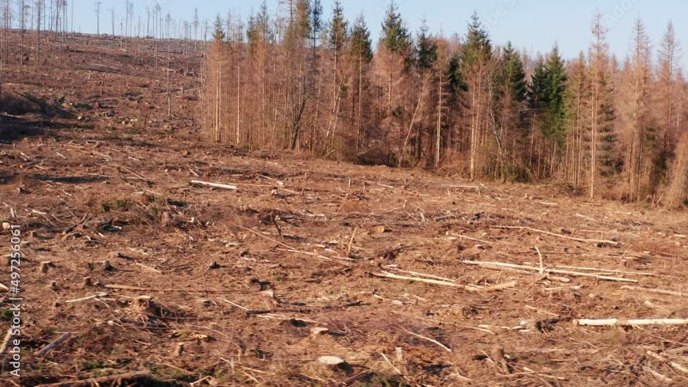 a felled forest because of climate change from above 4k a felled forest because of climate change from above 4k