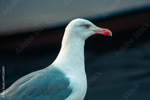 Closeup shot of a seagull looking straight in a blurry background photo