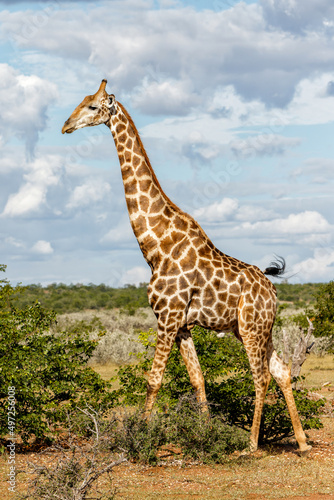 Giraffe walking around for food in Mashatu Game Reserve in the Tuli Block in Botswana