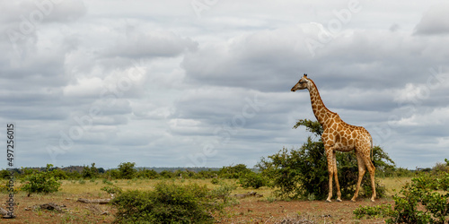 Giraffe walking around for food in Mashatu Game Reserve in the Tuli Block in Botswana