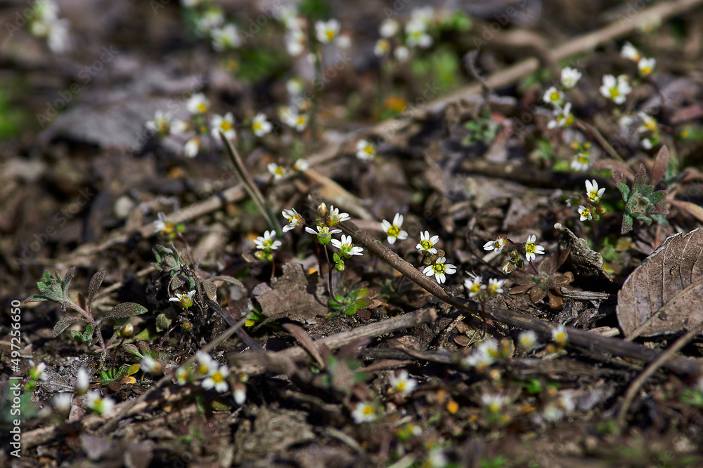 Draba verna. Closeup macro from blooming beautiful little spring draba in Volgograd region, Russia
Spring easter flower background banner Draba verna. Closeup macro from blooming beautiful little spring draba in Volgograd region, Russia
Spring easter flower background banner