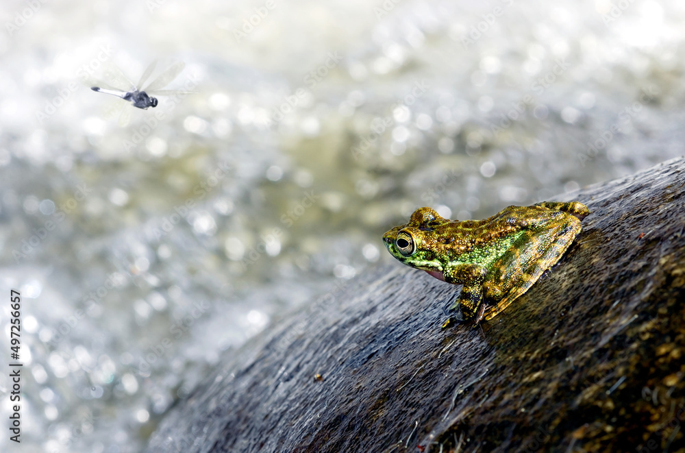 Image of paddy field green frog or Green Paddy Frog (Rana erythraea)looking at dragonfly on the rock near waterfall