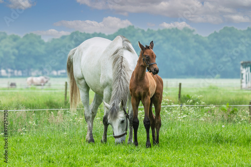 Portrait of a mustard colored mare with brown halter foal by her side on a grassy green pasture with long grass and forest edge in the background photo