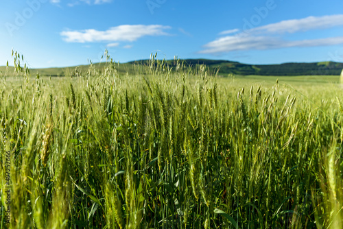 Green fields with wheat on blue sky background