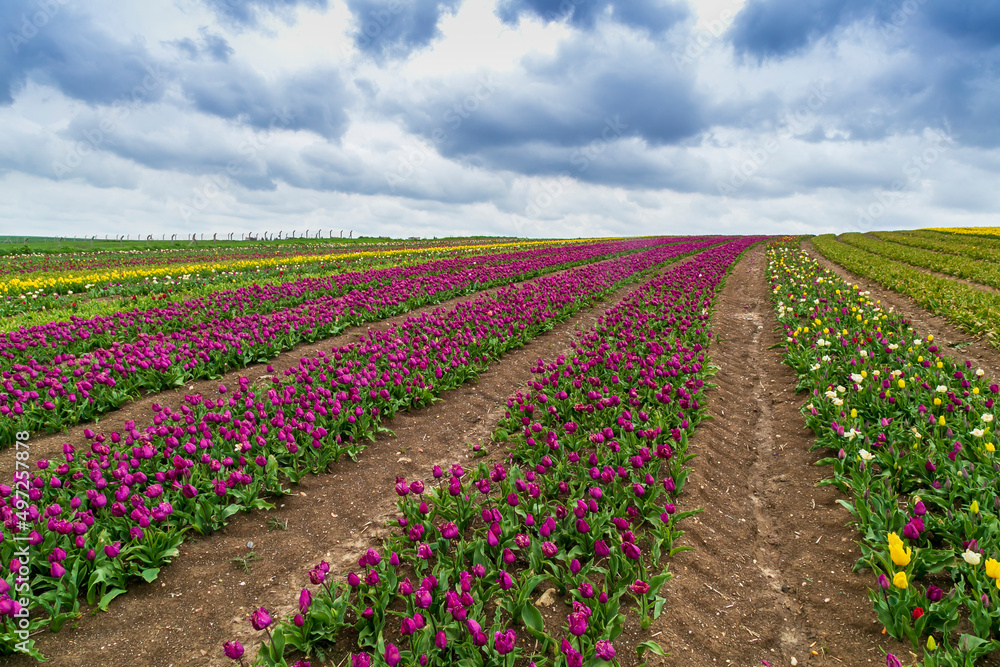 dogs and people  having fun in A magical landscape with blue sky over tulip field