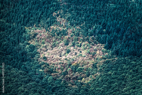 Quadro em tela Aerial top view of the forest with bark beetle infestation