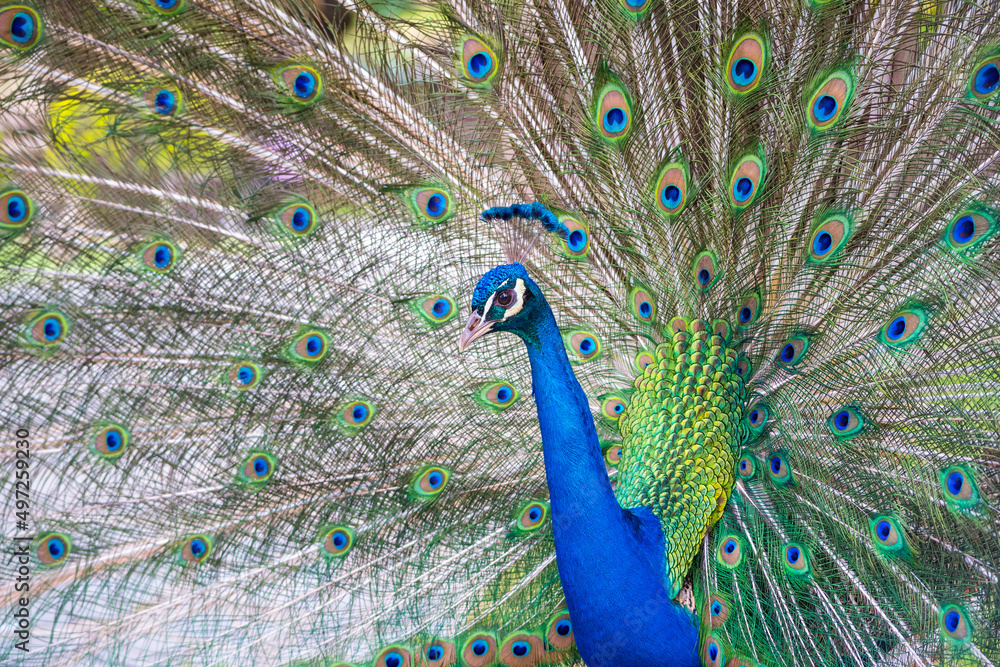 Naklejka premium Peacok displaying its beautiful feathers