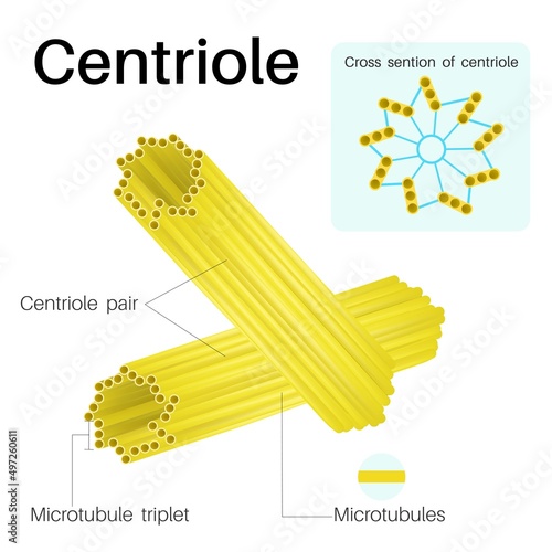 Centrioles are cylindrical organelles. photo