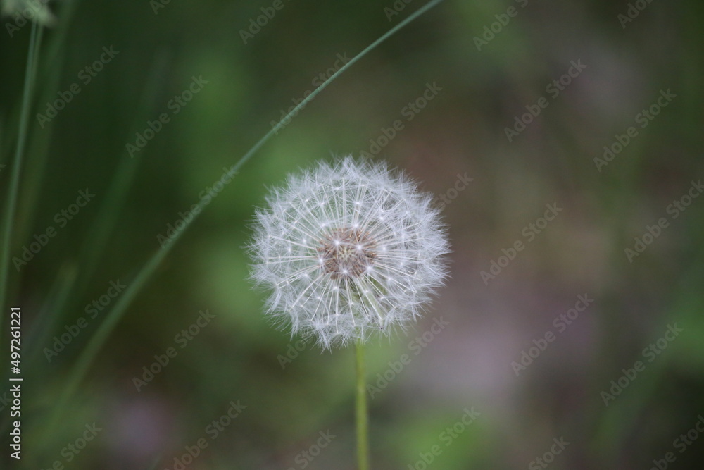 Fototapeta premium Leaves, Trees and Flowers