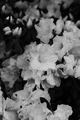 Leafy flower plant in black and white. photo