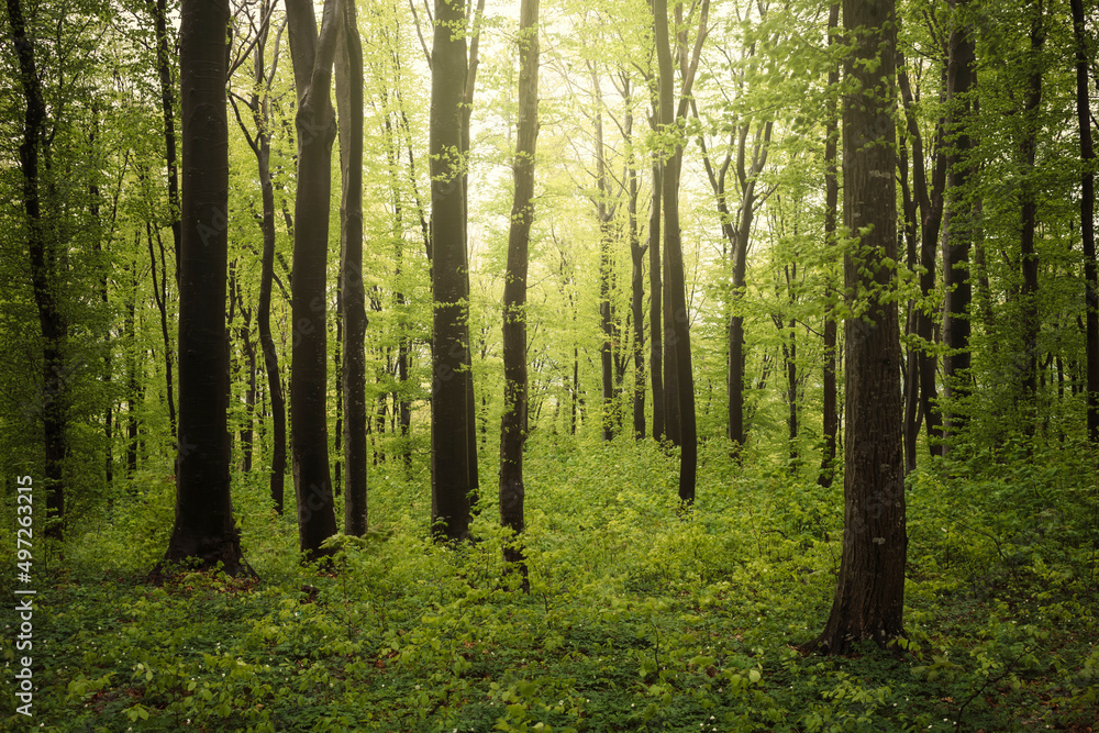 woods landscape with green plants in spring woods landscape with green plants in spring