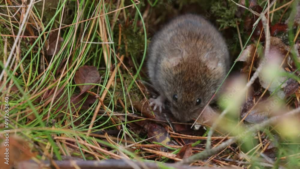 Small mouse eating sunflower seeds in autumnal woodland in Estonia Small mouse eating sunflower seeds in autumnal woodland in Estonia