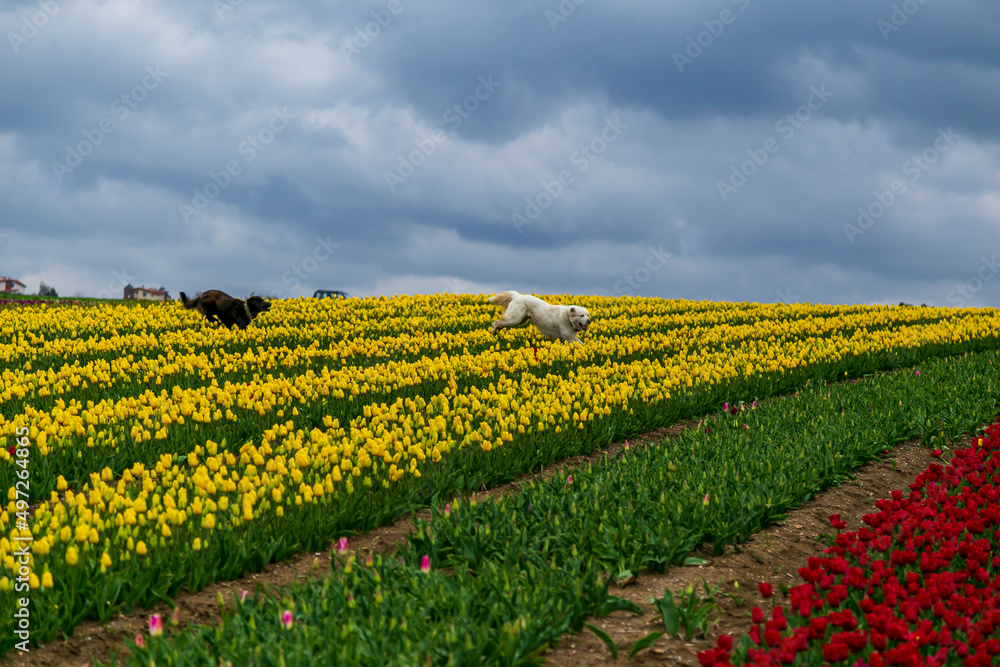 dogs and people  having fun in A magical landscape with blue sky over tulip field