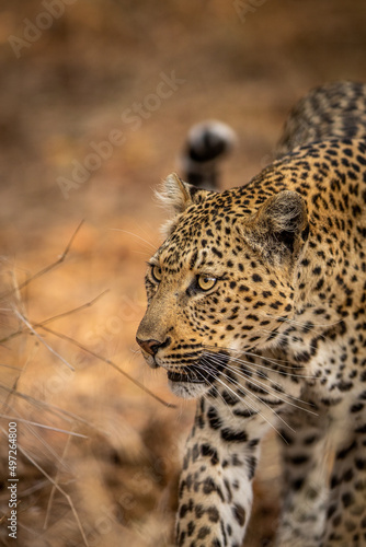 Close up of a Leopard s head in Kruger.