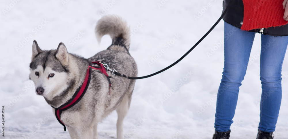 Young woman walking her husky dog in winter snow Young woman walking her husky dog in winter snow
