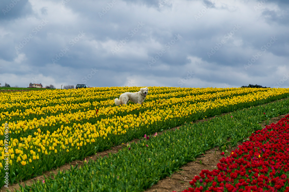 colorful flowers and tuiip on the green field colorful flowers and tuiip on the green field