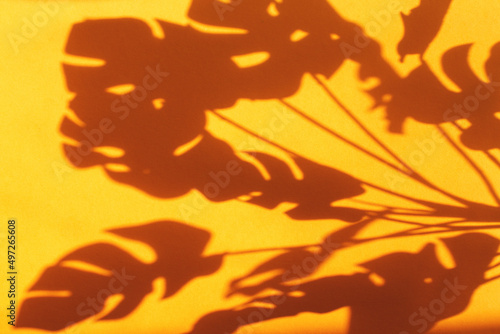monstera leaf shadow on orange background with space for text. nature background