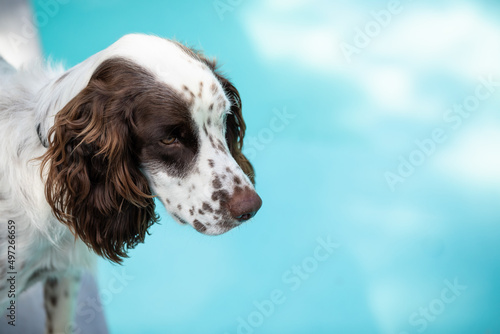 Fototapeta Naklejka Na Ścianę i Meble -  Male Springer Spaniel dog standing near backyard pool