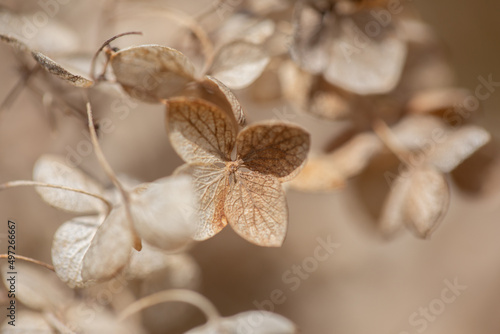 close up of a dried hydrangea flower in the winter photo