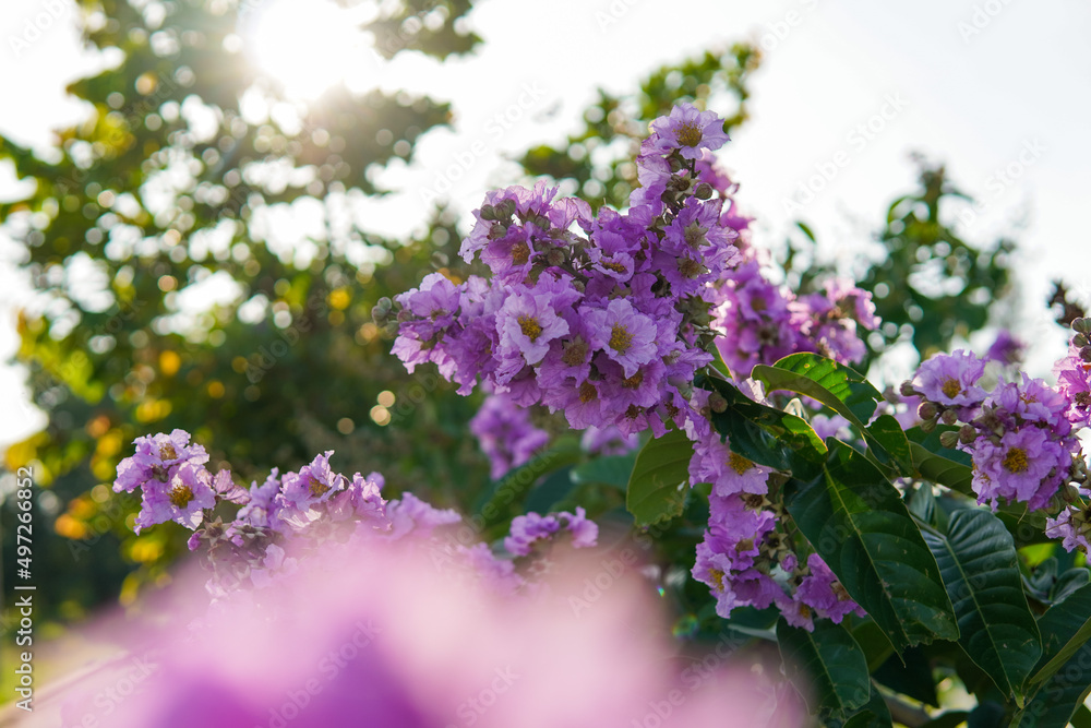 Obraz premium Lagerstroemia floribunda, purple flowers blooming on tree, bright sunlight