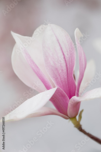 Close up of a magnolia flower