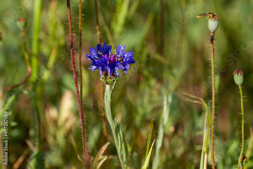 Wallpaper Mural Bachelor's button blue flower Torontodigital.ca