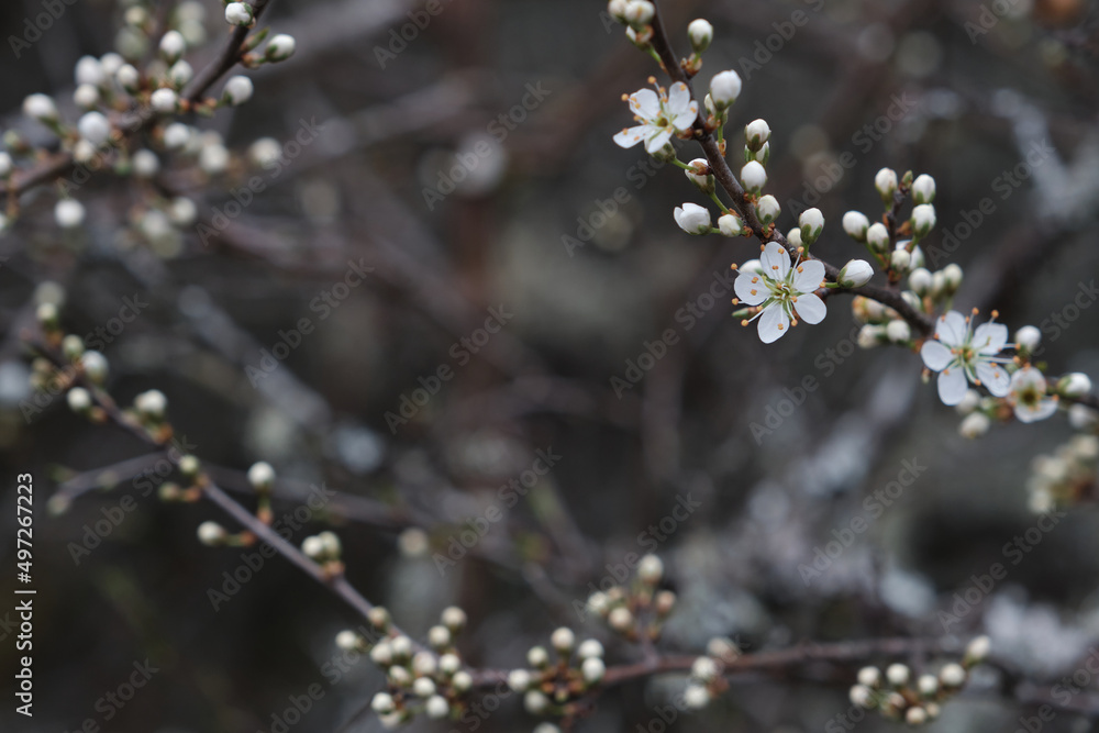 Blackthron white flowers blooming Blackthron white flowers blooming