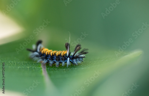 close up of a tussock moth caterpillar on milkweed