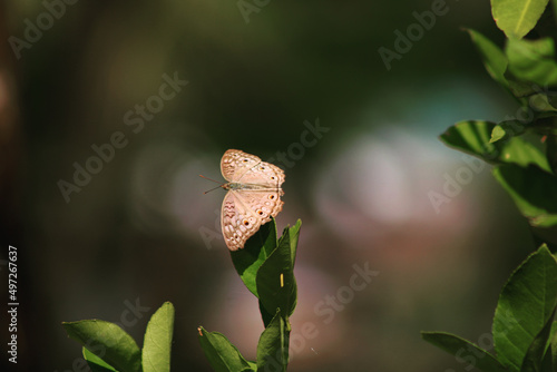 Junonia atlites butterfly sitting on the plant photo