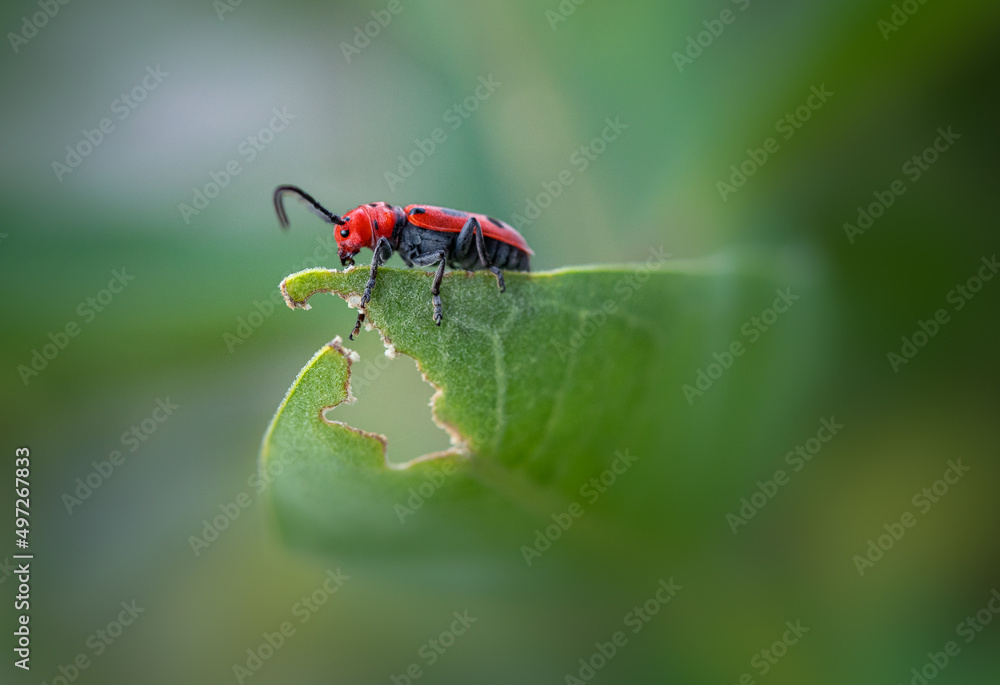 Fototapeta premium red milkweed beetle eating a green milkweed leaf