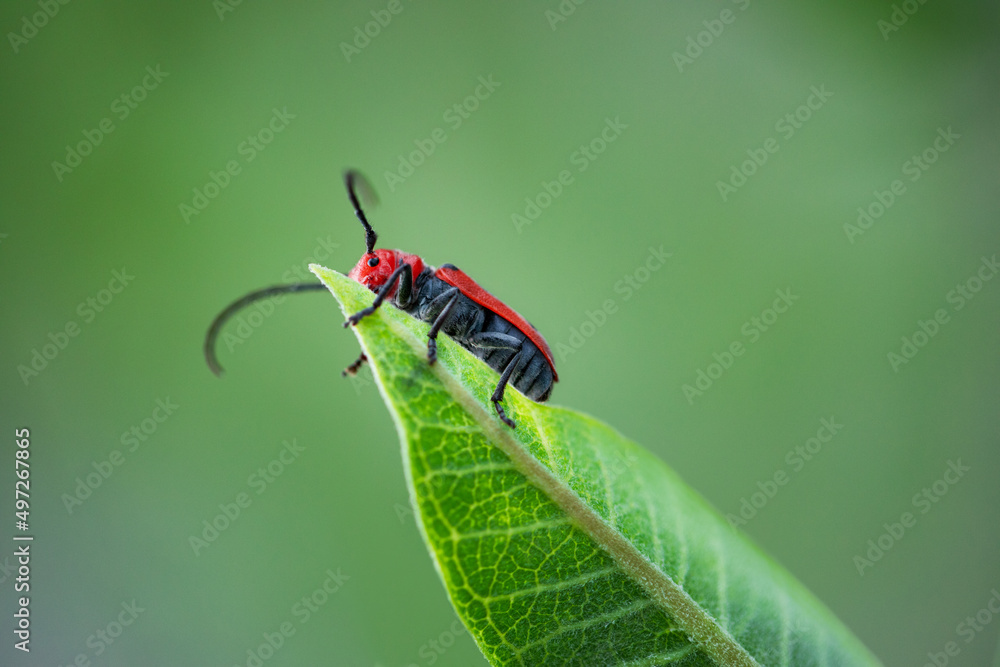 red milkweed beetle on a green milkweed leaf red milkweed beetle on a green milkweed leaf