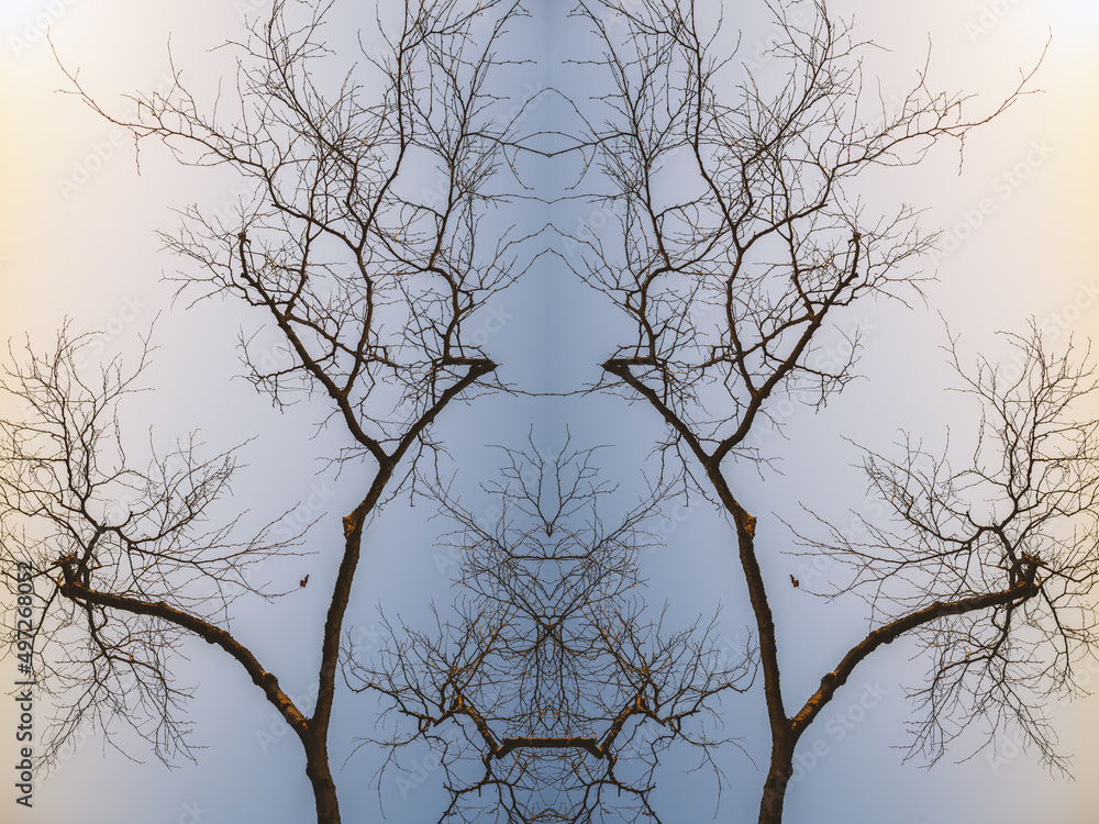 Fototapeta premium Tree branch silhouette - abstract symmetry background.