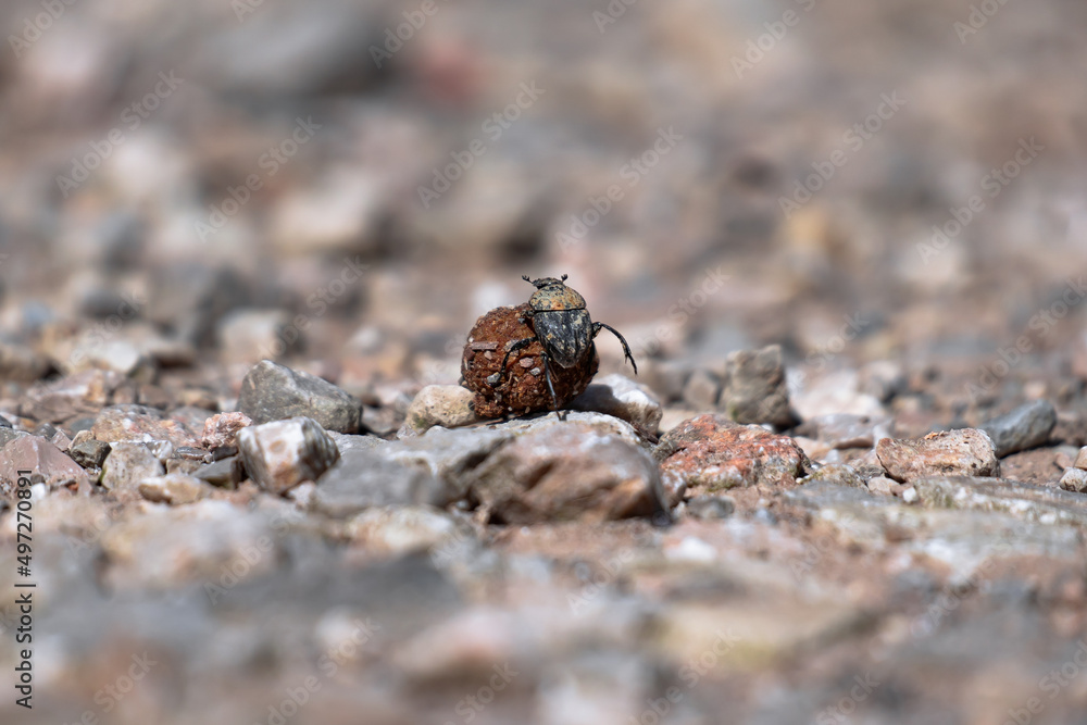 Dung beetle pushing a ball