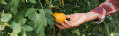 cropped view of african american farmer touching yellow tomato, banner.
