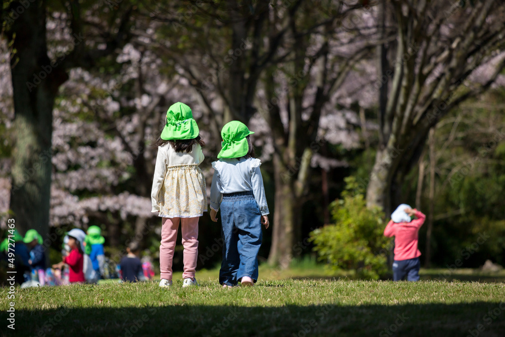 Fototapeta premium 春の公園で遊んでいる保育園の子供達の姿と満開の桜の風景