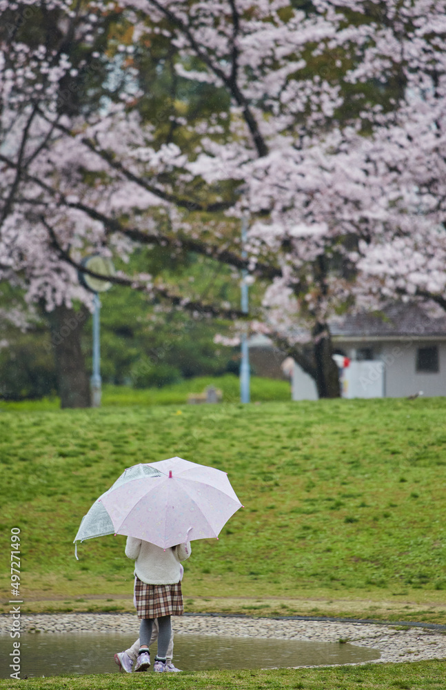 雨の日に桜満開の公園で遊んでいる子供たちの姿