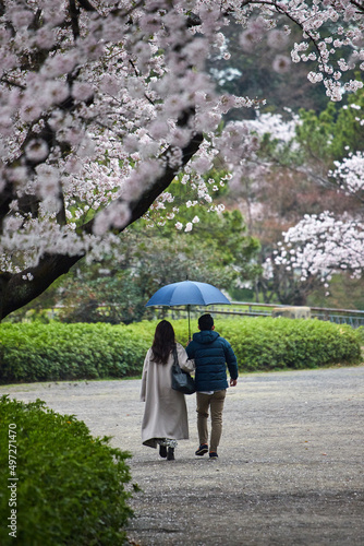 雨の日に桜満開の公園で花見している若いカップルの姿
