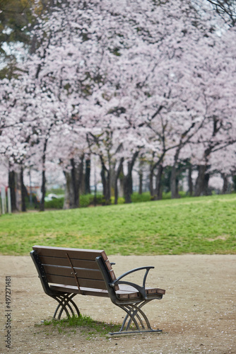 春の桜満開の公園の風景 © zheng qiang