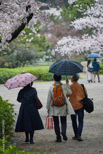 雨の日に桜満開の公園で花見している人々の姿