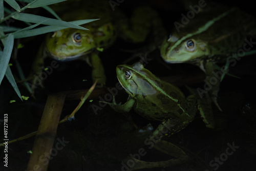 Fototapeta Close-up shot of three frogs sticking their heads out of the dark water of Danub