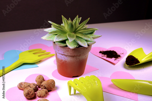 Succulent plant.  plant care concept. love for plants.
contemporary style.