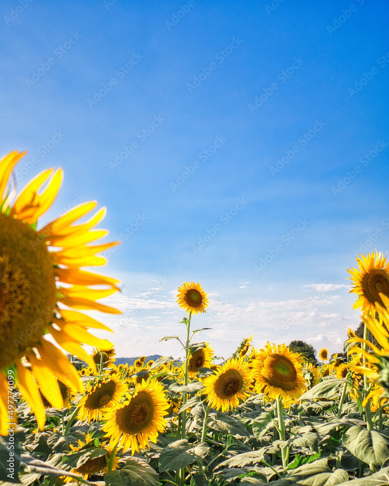真っ青な空と元気いっぱいの向日葵たち Stock Photo | Adobe Stock