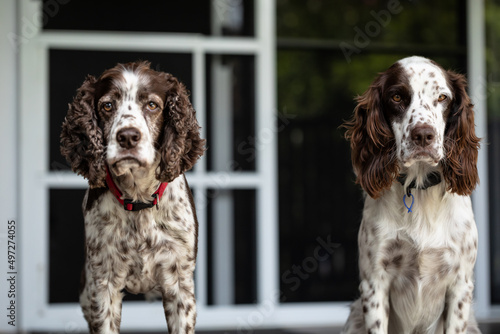 Fototapeta Naklejka Na Ścianę i Meble -  Male and female Springer Spaniel breed dogs relaxing together on porch